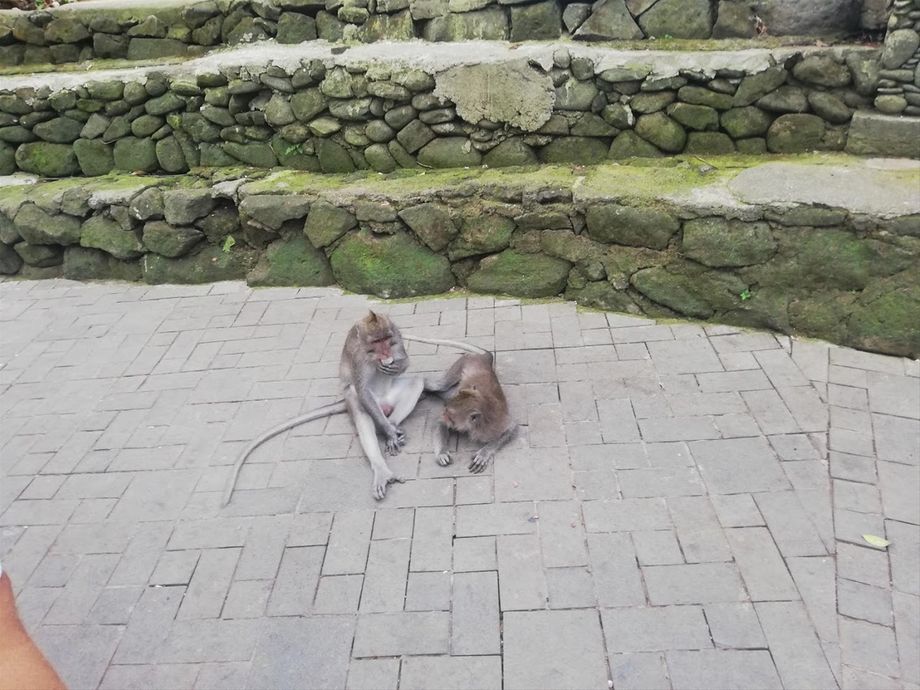 Flere beborer i Monkey forrest